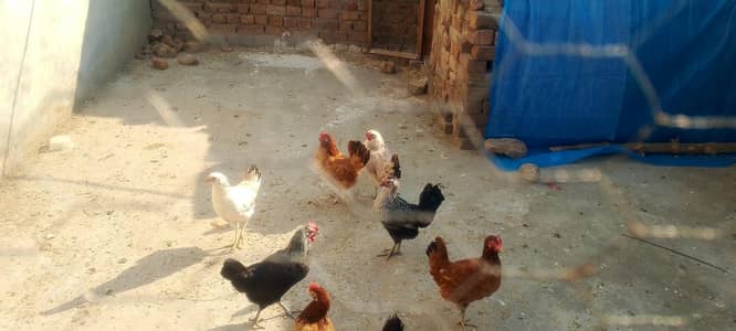 golden misri murgian