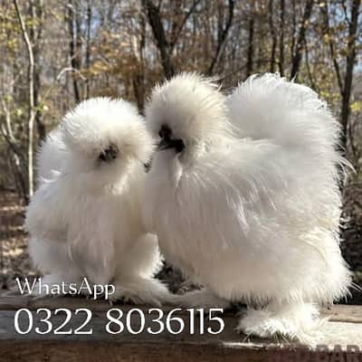 White Silkie Hens For sale