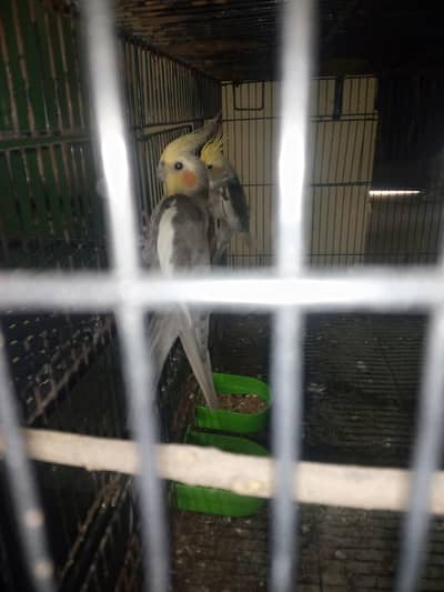 cocktail bird for sale