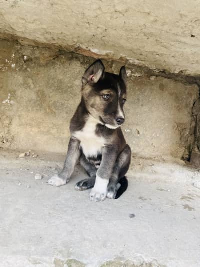 Husky cross male puppy