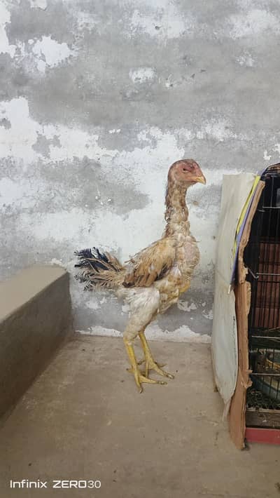 German 0 shamo breeder female (read description)