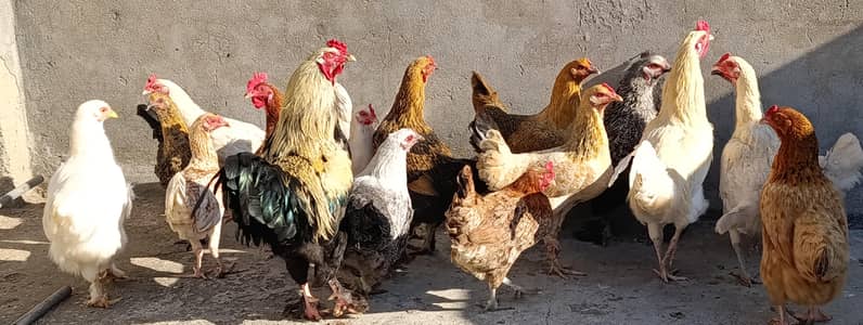 pure buff and desi  buff mixx hens