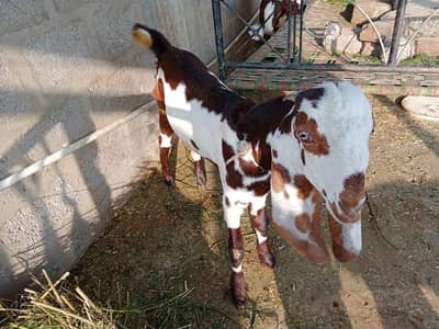 2 Bakry or 1 Bakri Fir sale