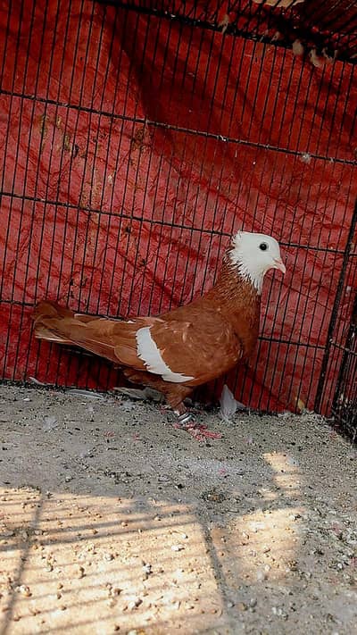 Healthy pigeon for sale