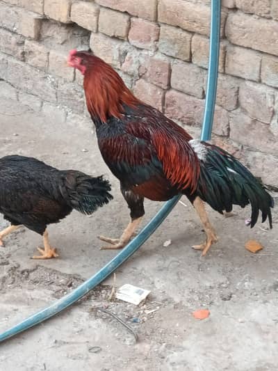 murga murgi for sale