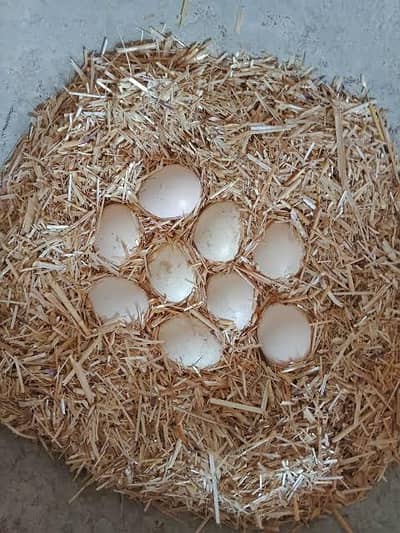 aseel eggs