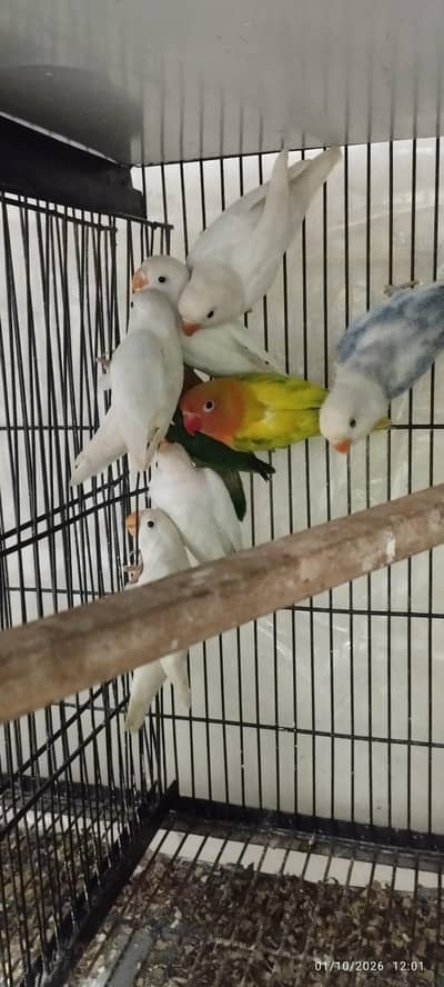 love birds