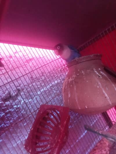 Green fisherpair love birdpair Latinopair 1 blue parrot