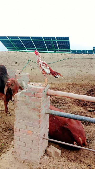 Aseel Murga,Murgi and Chicks.