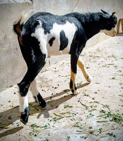 Abluk Tedda pink Nose