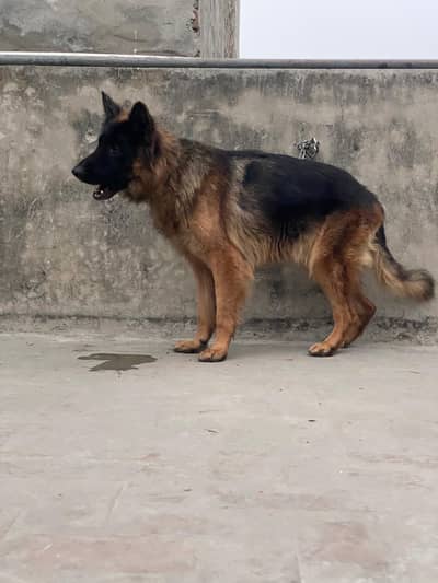 German Shepherd | Long hair GSD pedigree breeder pair for sale