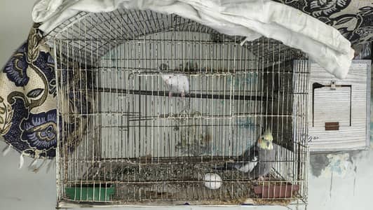 Cocktail Beauitifull pair for sale with cage