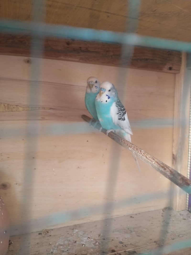 بجری پیرنٹس برائے فروخت بالکل ایکٹو اور تیار جوڑے 03101020766 0