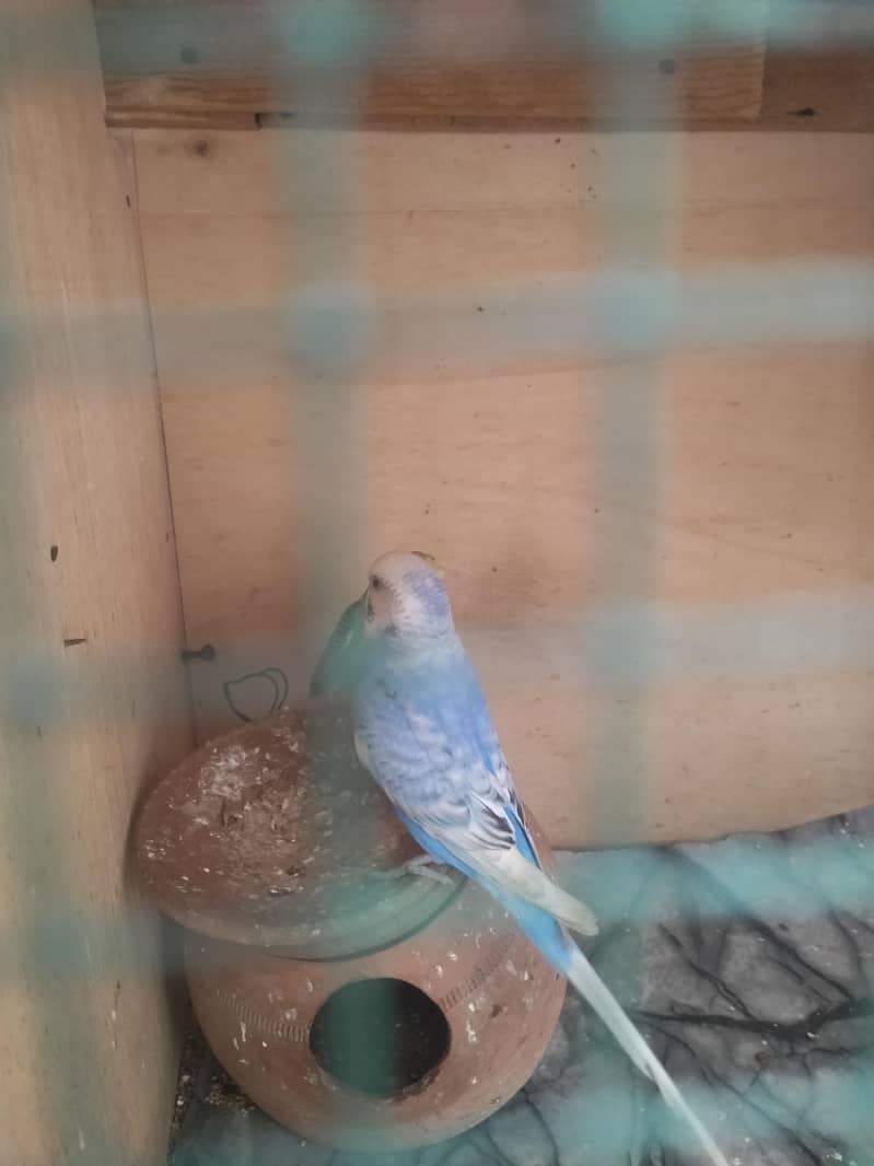 بجری پیرنٹس برائے فروخت بالکل ایکٹو اور تیار جوڑے 03101020766 1