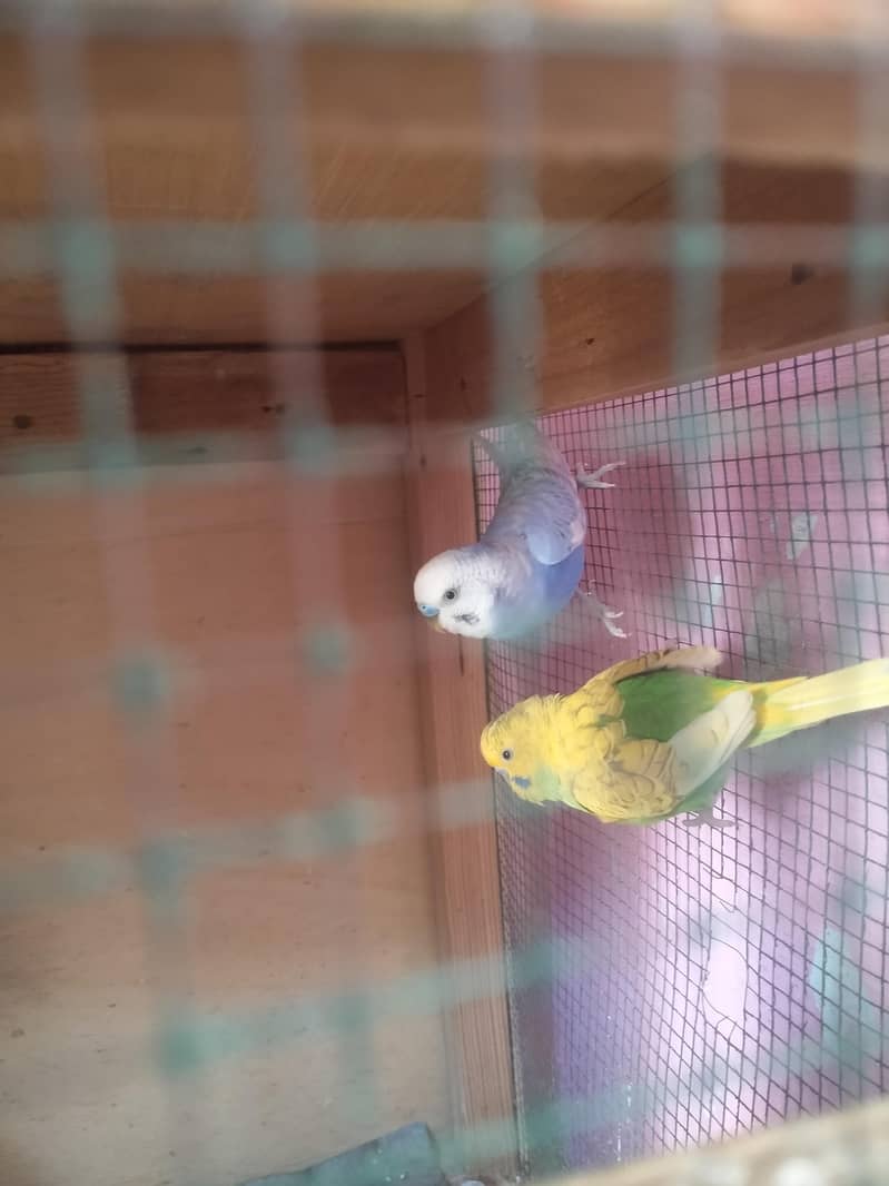 بجری پیرنٹس برائے فروخت بالکل ایکٹو اور تیار جوڑے 03101020766 2