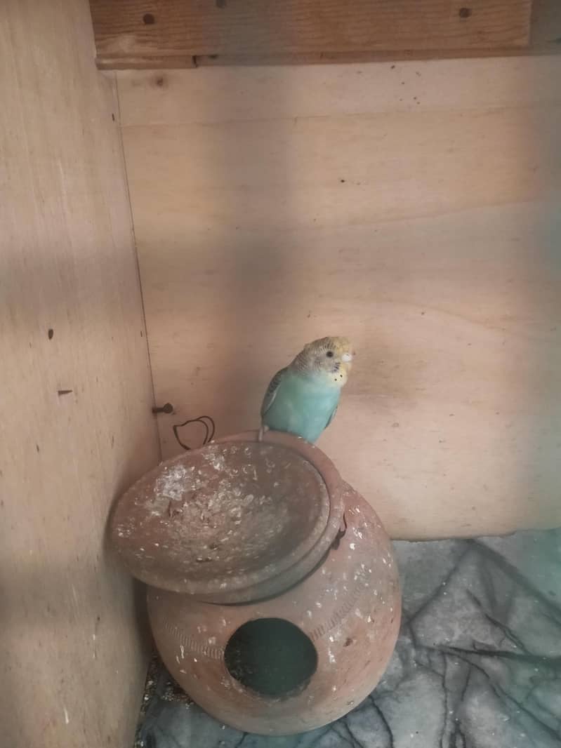 بجری پیرنٹس برائے فروخت بالکل ایکٹو اور تیار جوڑے 03101020766 3