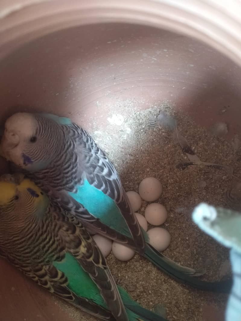 بجری پیرنٹس برائے فروخت بالکل ایکٹو اور تیار جوڑے 03101020766 4