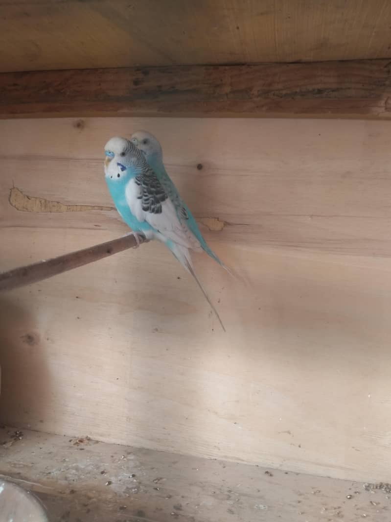 بجری پیرنٹس برائے فروخت بالکل ایکٹو اور تیار جوڑے 03101020766 5