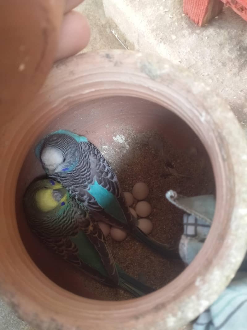 بجری پیرنٹس برائے فروخت بالکل ایکٹو اور تیار جوڑے 03101020766 6