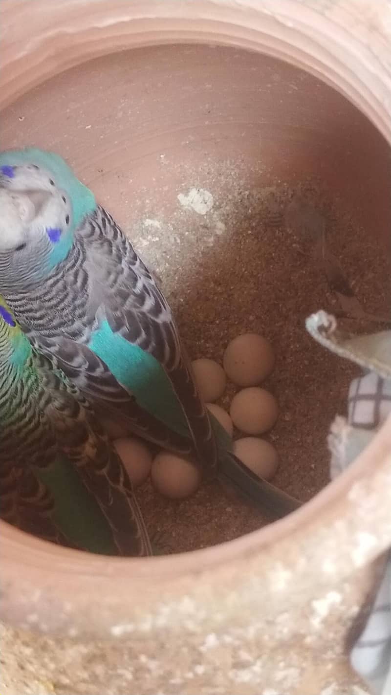 بجری پیرنٹس برائے فروخت بالکل ایکٹو اور تیار جوڑے 03101020766 7