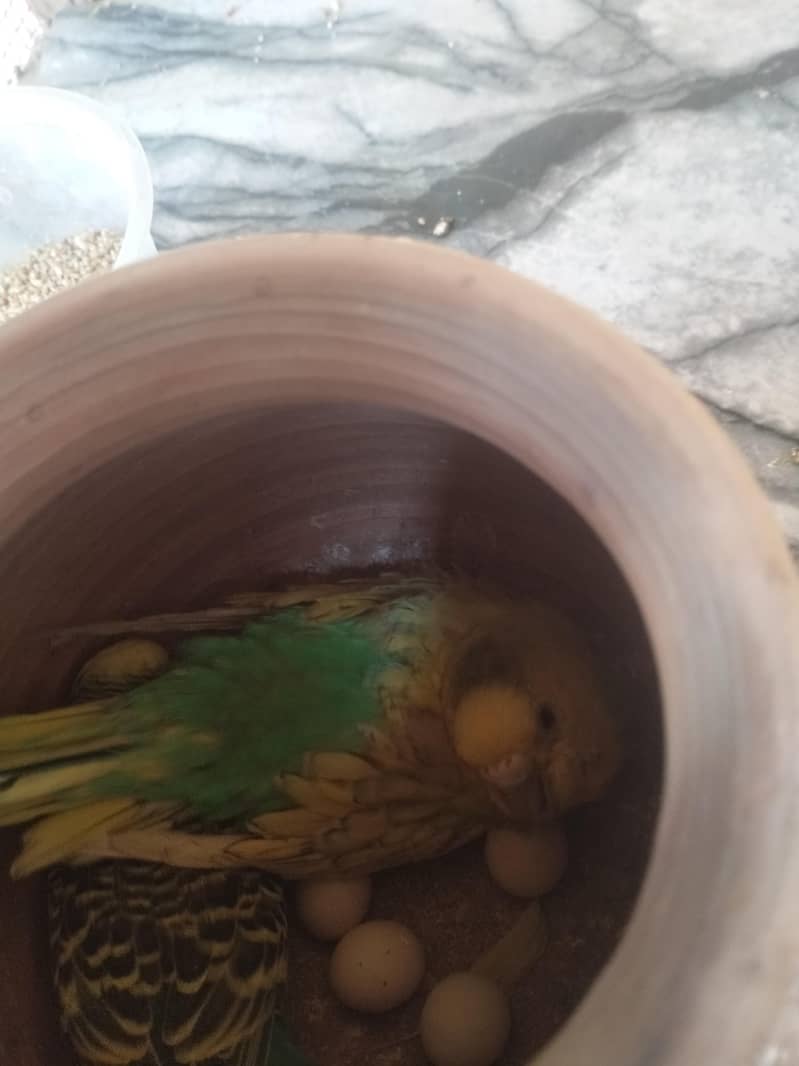 بجری پیرنٹس برائے فروخت بالکل ایکٹو اور تیار جوڑے 03101020766 8