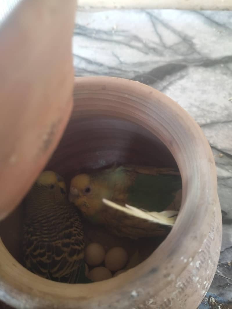 بجری پیرنٹس برائے فروخت بالکل ایکٹو اور تیار جوڑے 03101020766 9