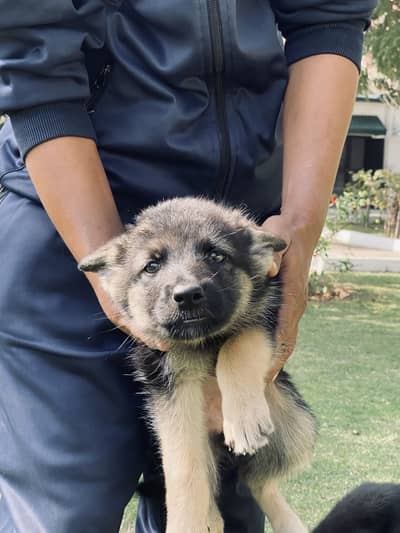 Purebred German Shepherd Puppies Available