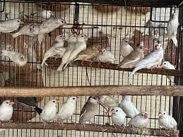 white silver Gray java pathy