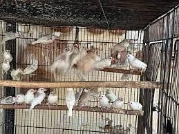 white silver Gray java pathy 1