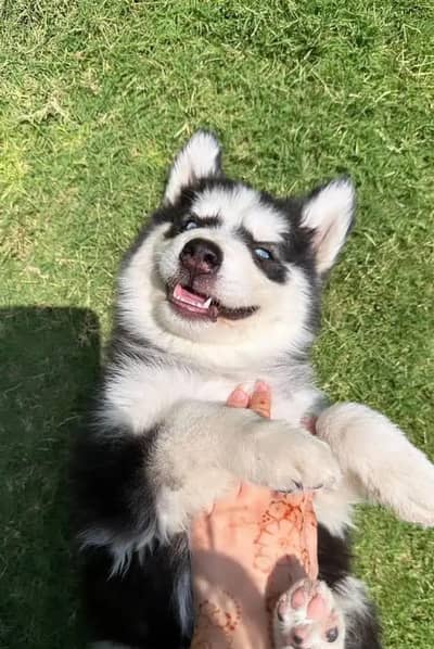 Siberian husky puppies 03425137217