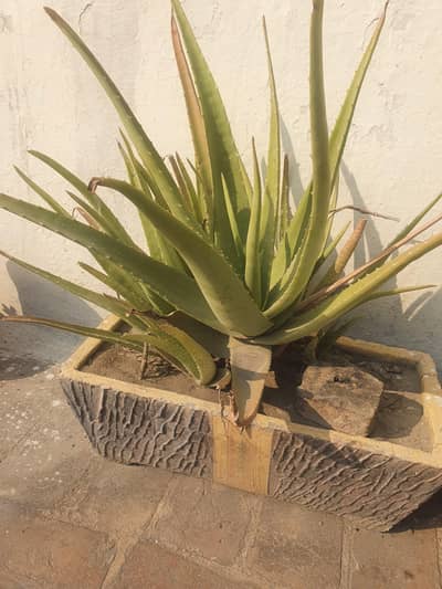 Aloe vera | Alovera Plant | Natural Aloevera