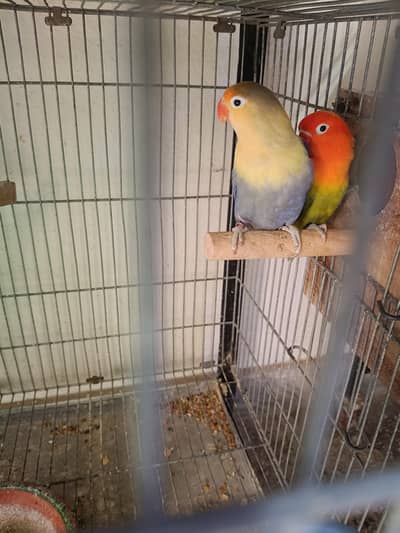 Lovebird