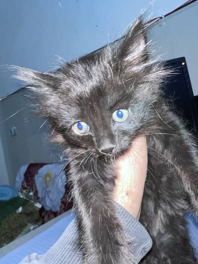 Mixed Persian Cute Kitten