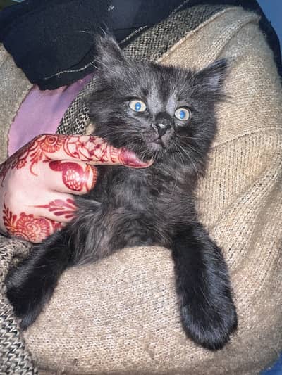 Mixed Persian Cute Kitten