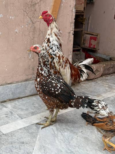 Aseel Breeder Pair
