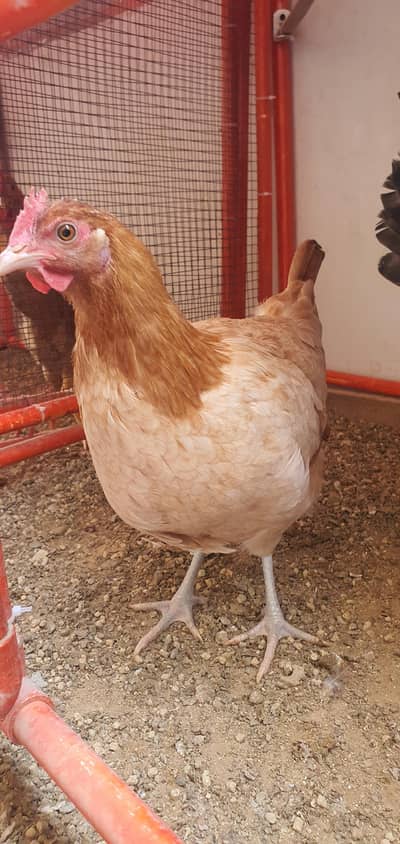 Healthy Hen Chicks for Sale (4 & 6 Months Old)
