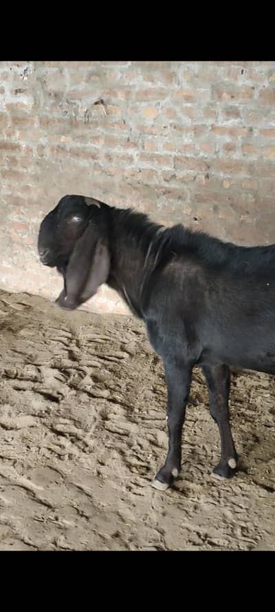 Qurbani Bakra/Shatra/Mundra/Tedda/Breeder
