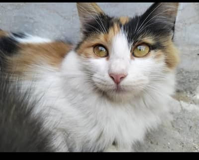 Male kitten for sale