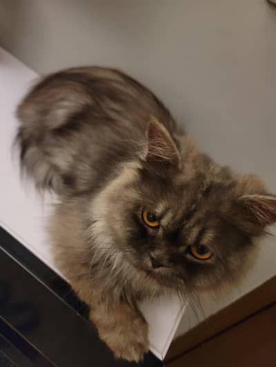 Persian punch faced gray male