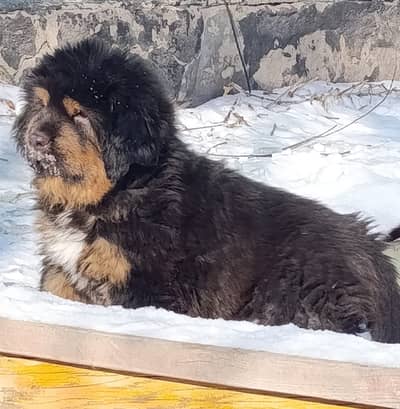 IMPORTED TIBETAN MASTIFF - TOP QUALITY - HIGHLY PEDIGREED - AVAILABLE