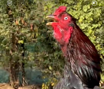 Mushka lakha breeder for sale