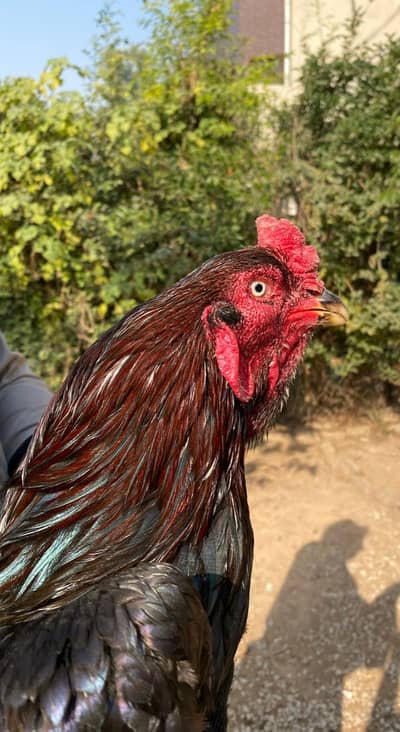 Mushka lakha breeder for sale