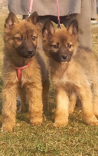 bikyani dog security