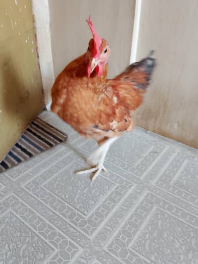 GOLDEN MISRI starting from 600