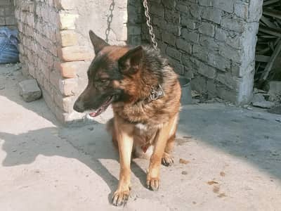German shepherd dog male for sale