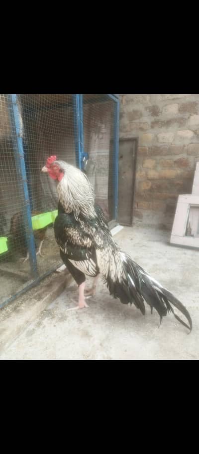 aseel pair 03335303785