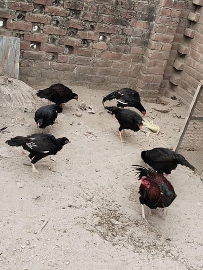strong jor parrot nali mianwali