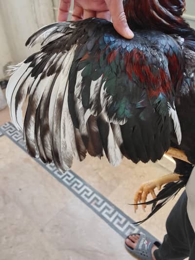 aseal murga for sale