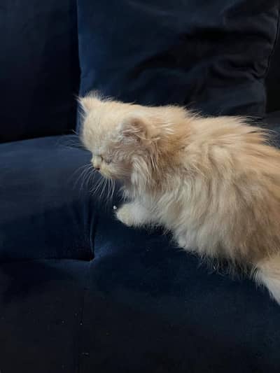 Beautiful female persian kitten