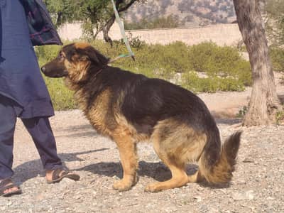 German Shepherd 3 cod